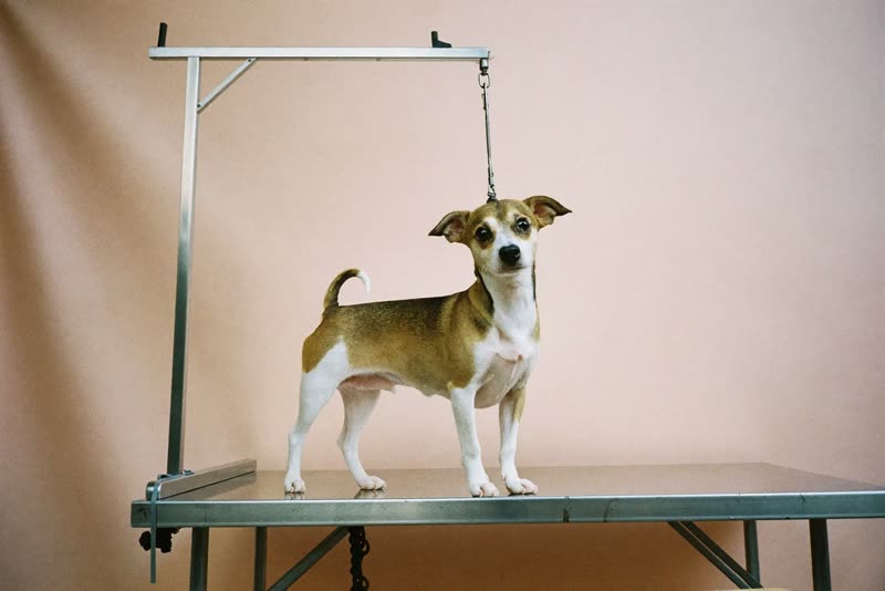 A small dog standing calmly on a grooming table