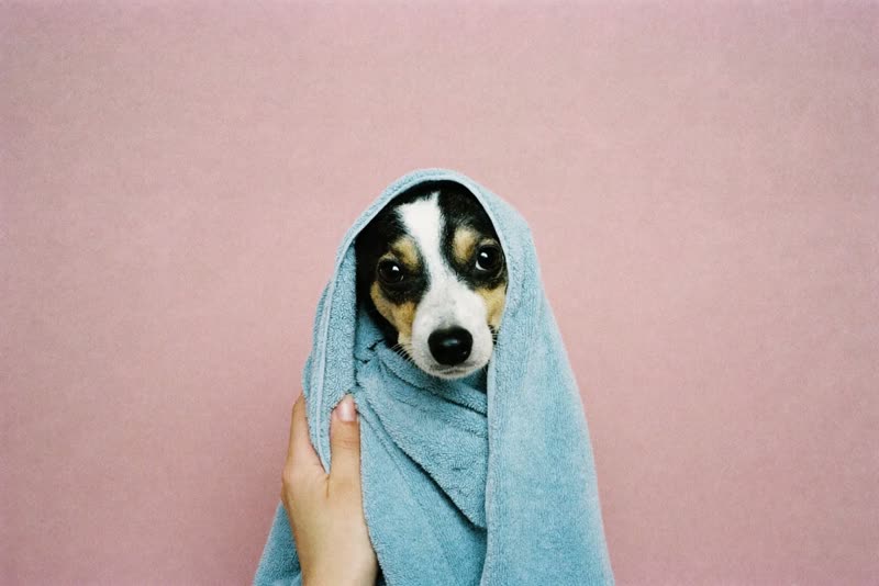 A freshly bathed dog wrapped in a towel