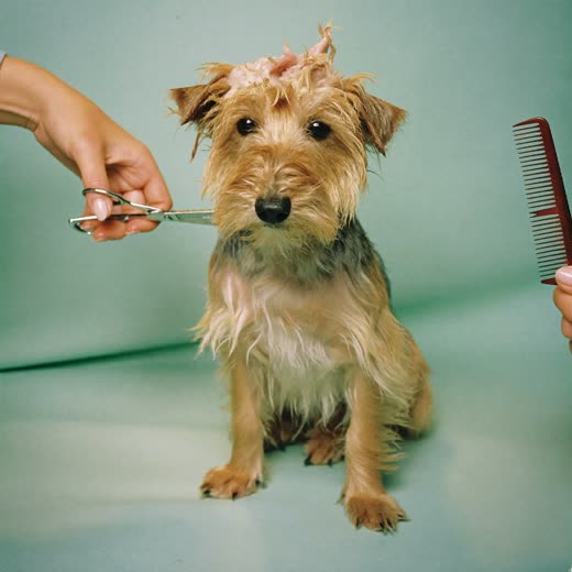 Small dog mid-haircut with scissors and comb