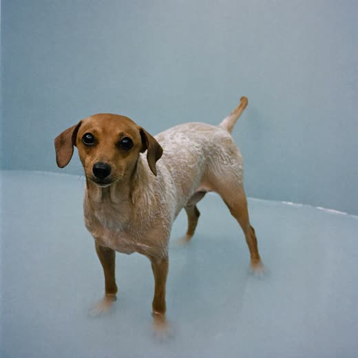 Small dog being bathed in light lather