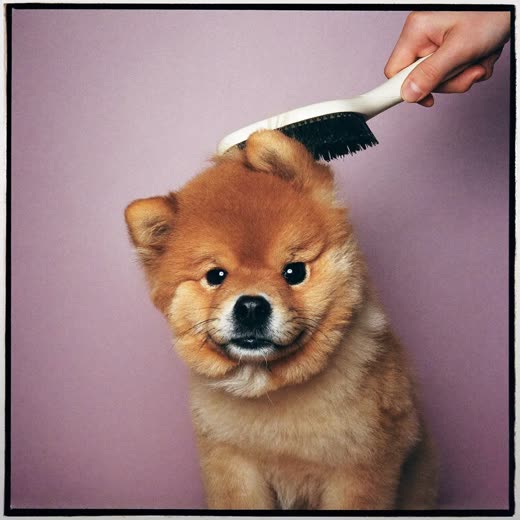 Fluffy dog being brushed and de-shedded