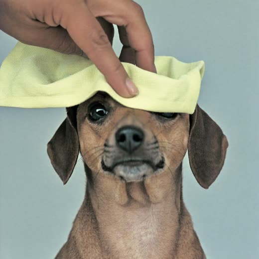 A dog's face being tidied and wiped clean